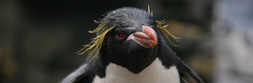 Some different penguins and visitors to the Falklands